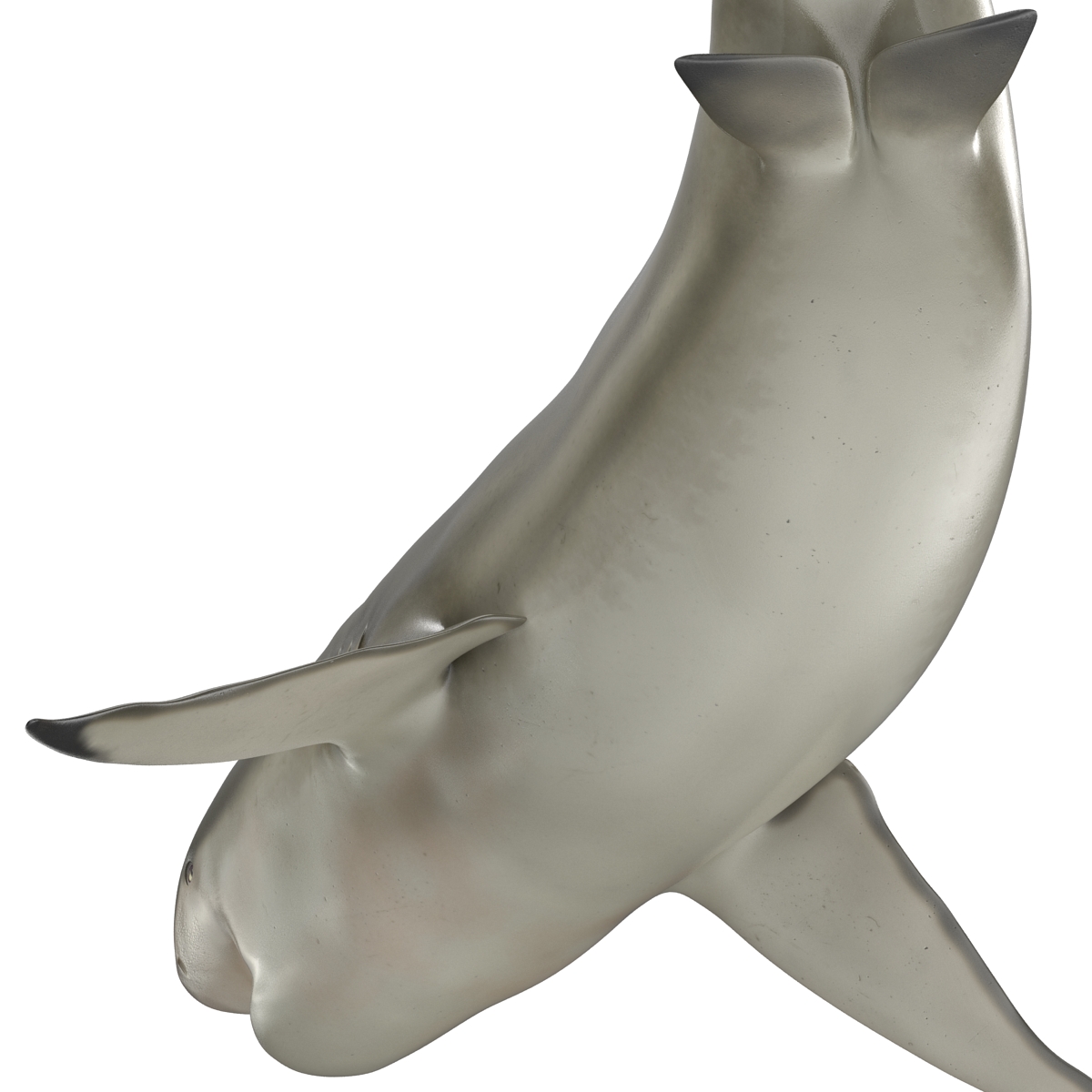 Pigeye Shark Pose 2 3D model