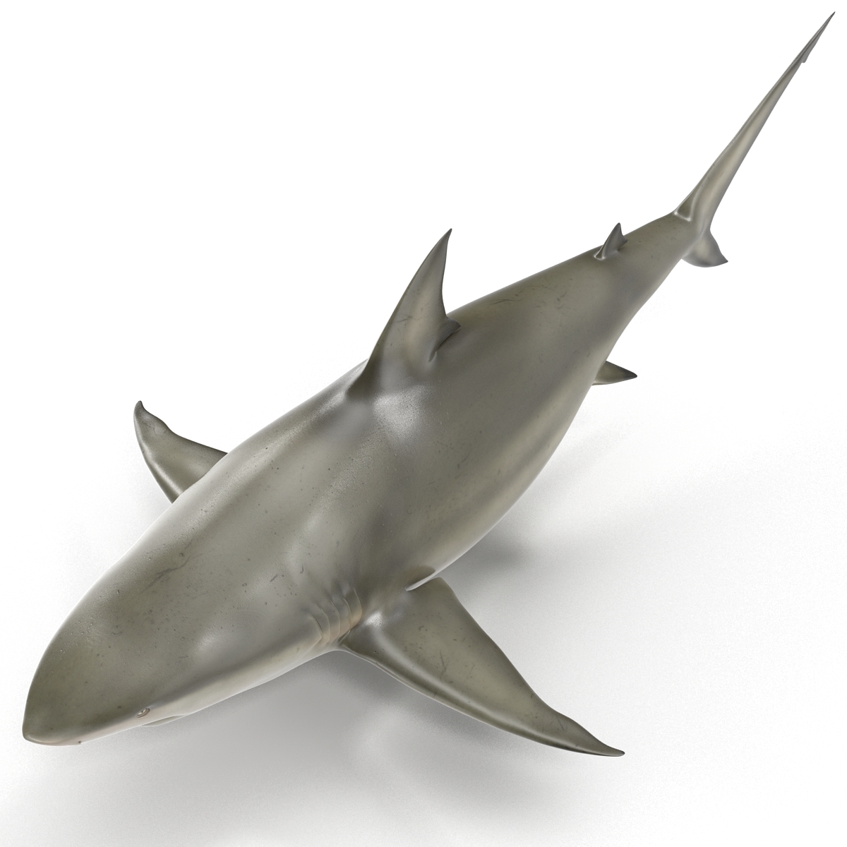 Pigeye Shark Rigged 3D model