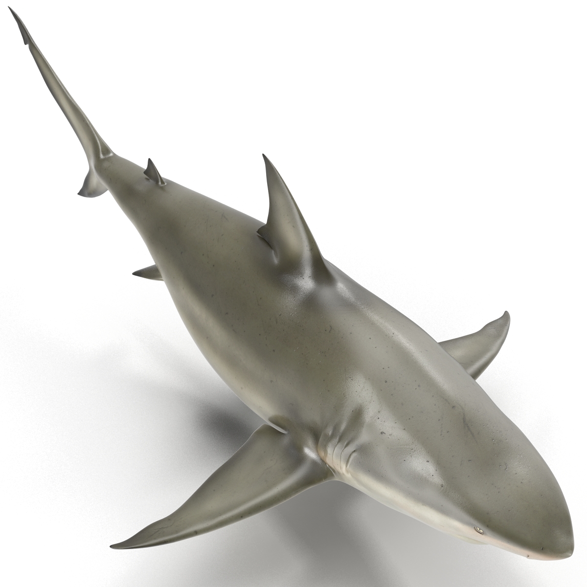 Pigeye Shark Rigged 3D model