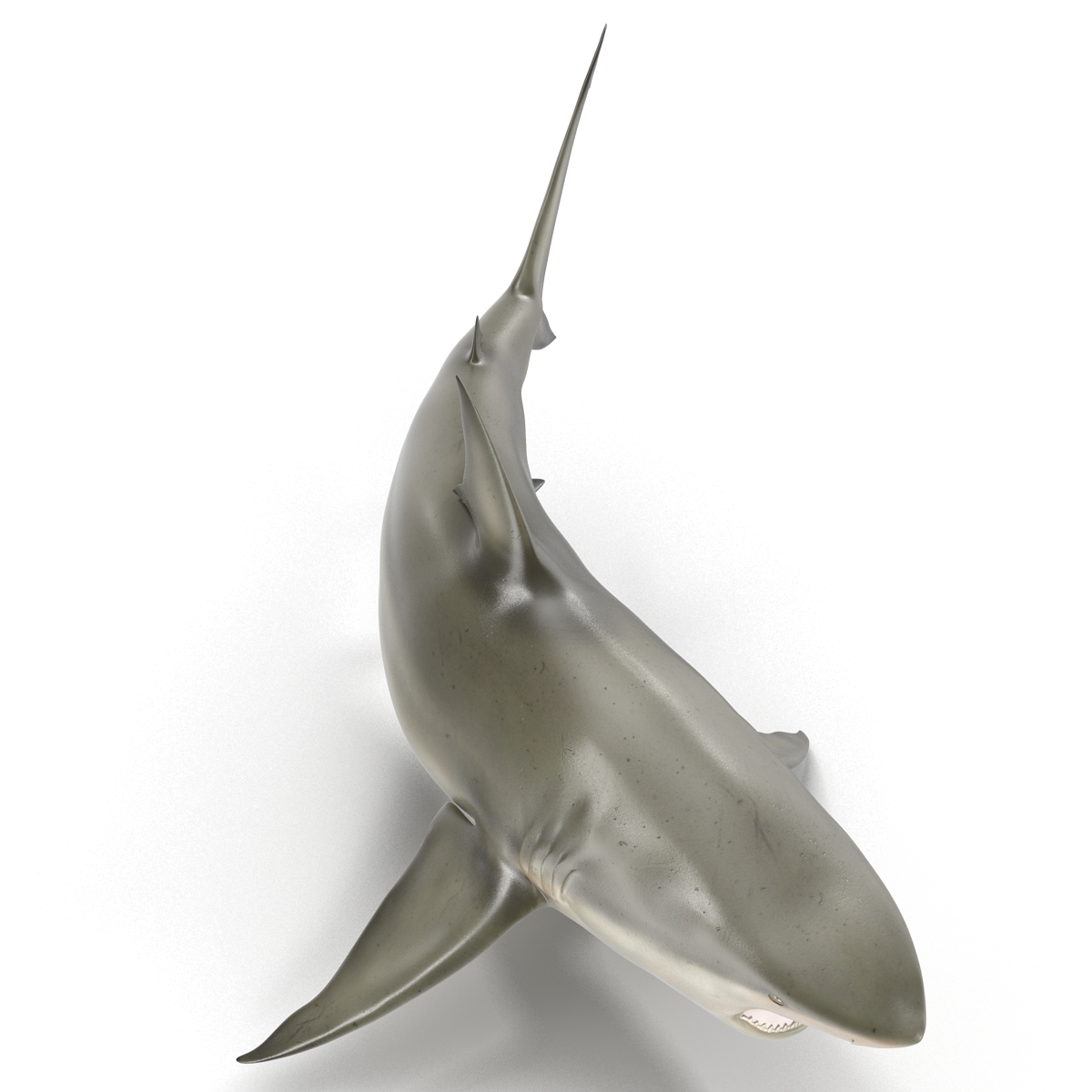 Pigeye Shark Rigged 3D model