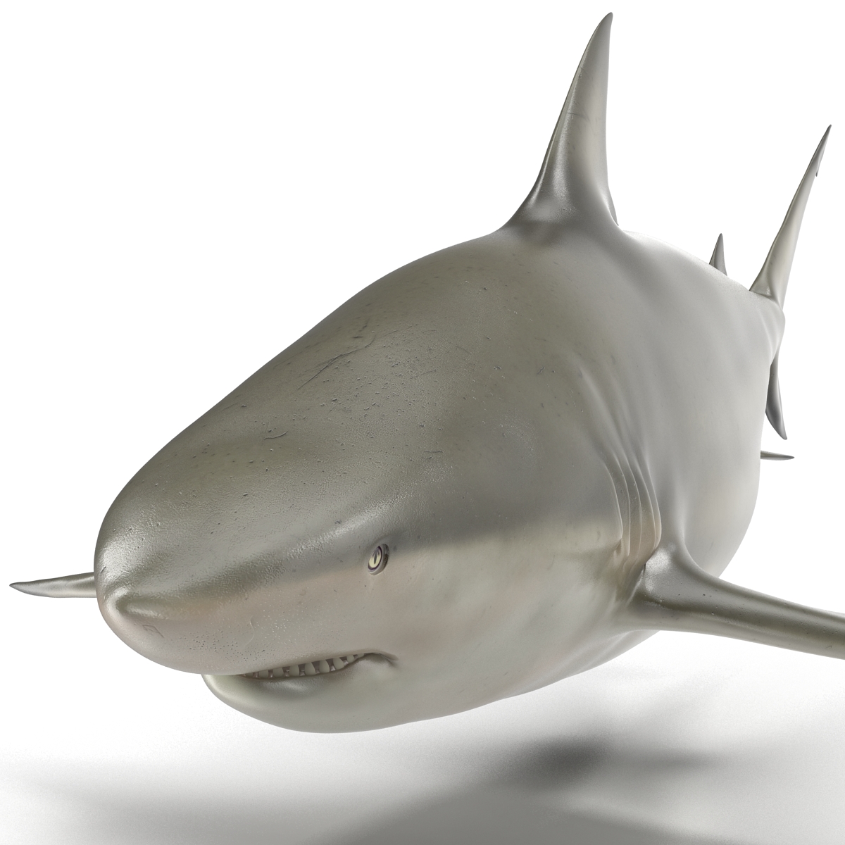 Pigeye Shark Rigged 3D model