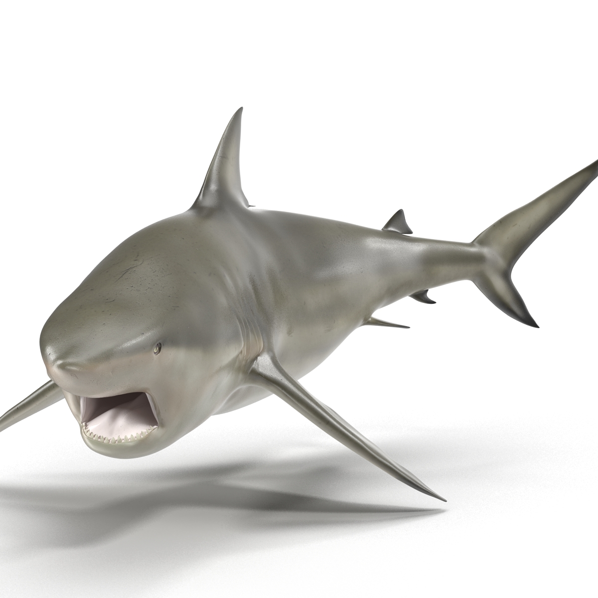 Pigeye Shark Rigged 3D model