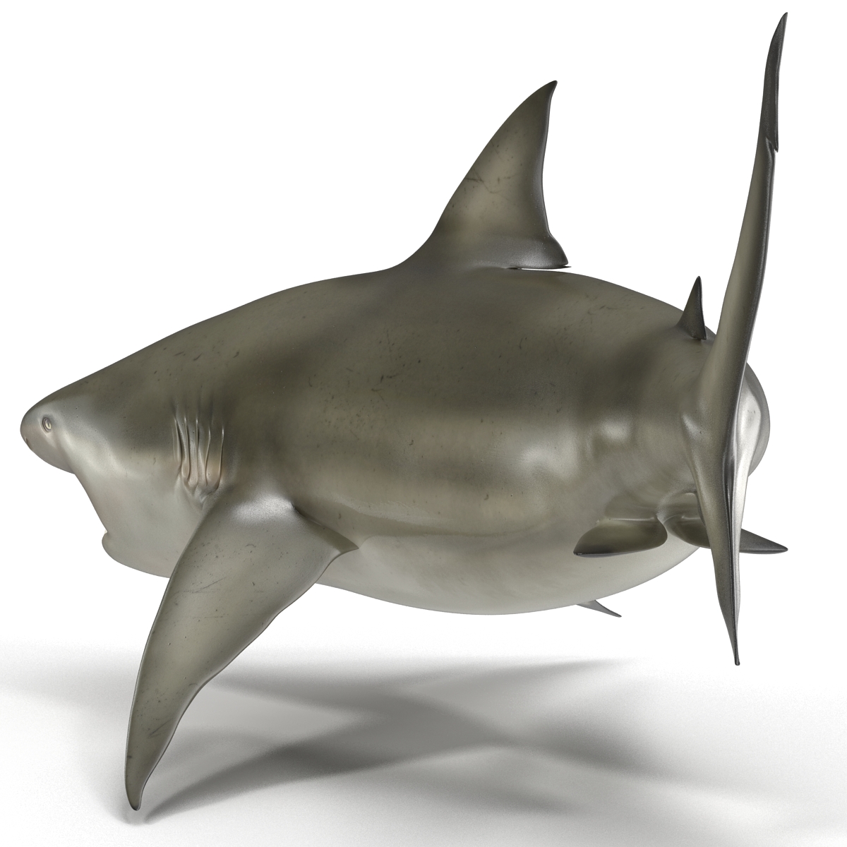 Pigeye Shark Rigged 3D model