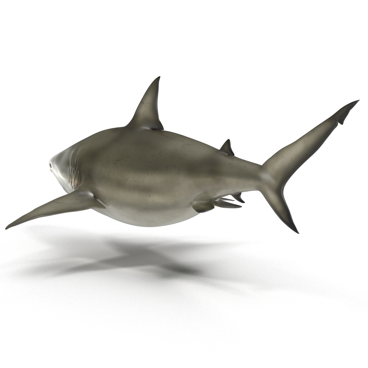 Pigeye Shark Rigged 3D model