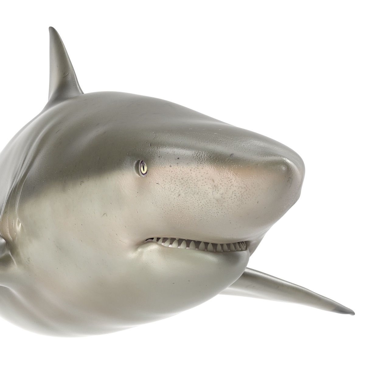 Pigeye Shark Rigged 3D model