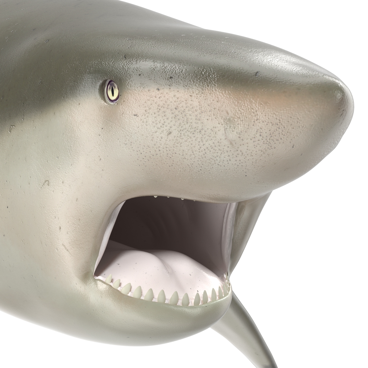 Pigeye Shark Rigged 3D model