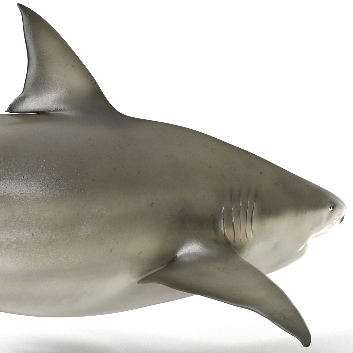 Pigeye Shark Rigged 3D model