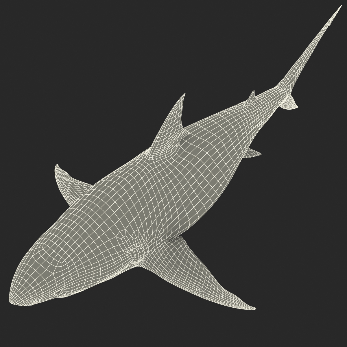 Pigeye Shark Rigged 3D model