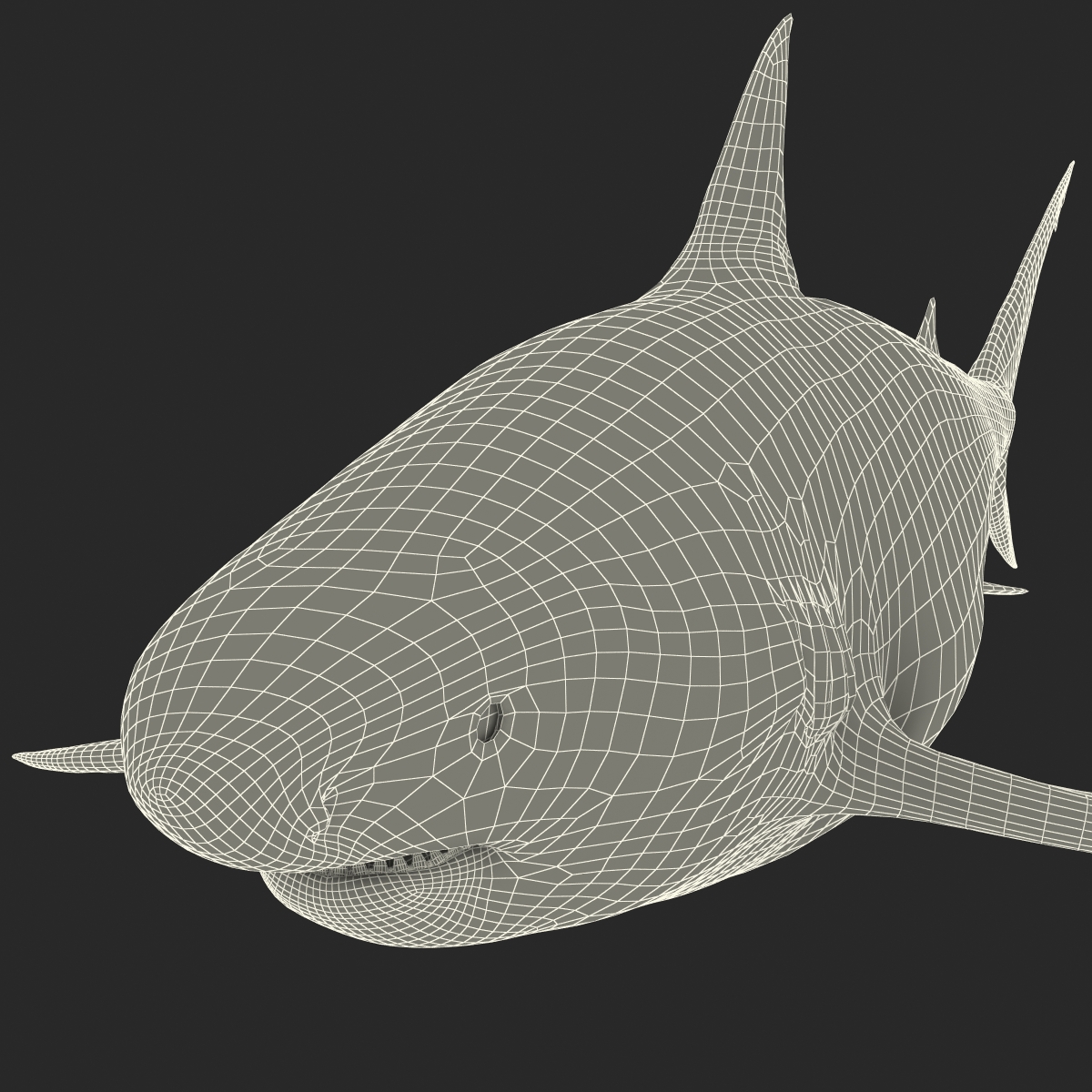 Pigeye Shark Rigged 3D model