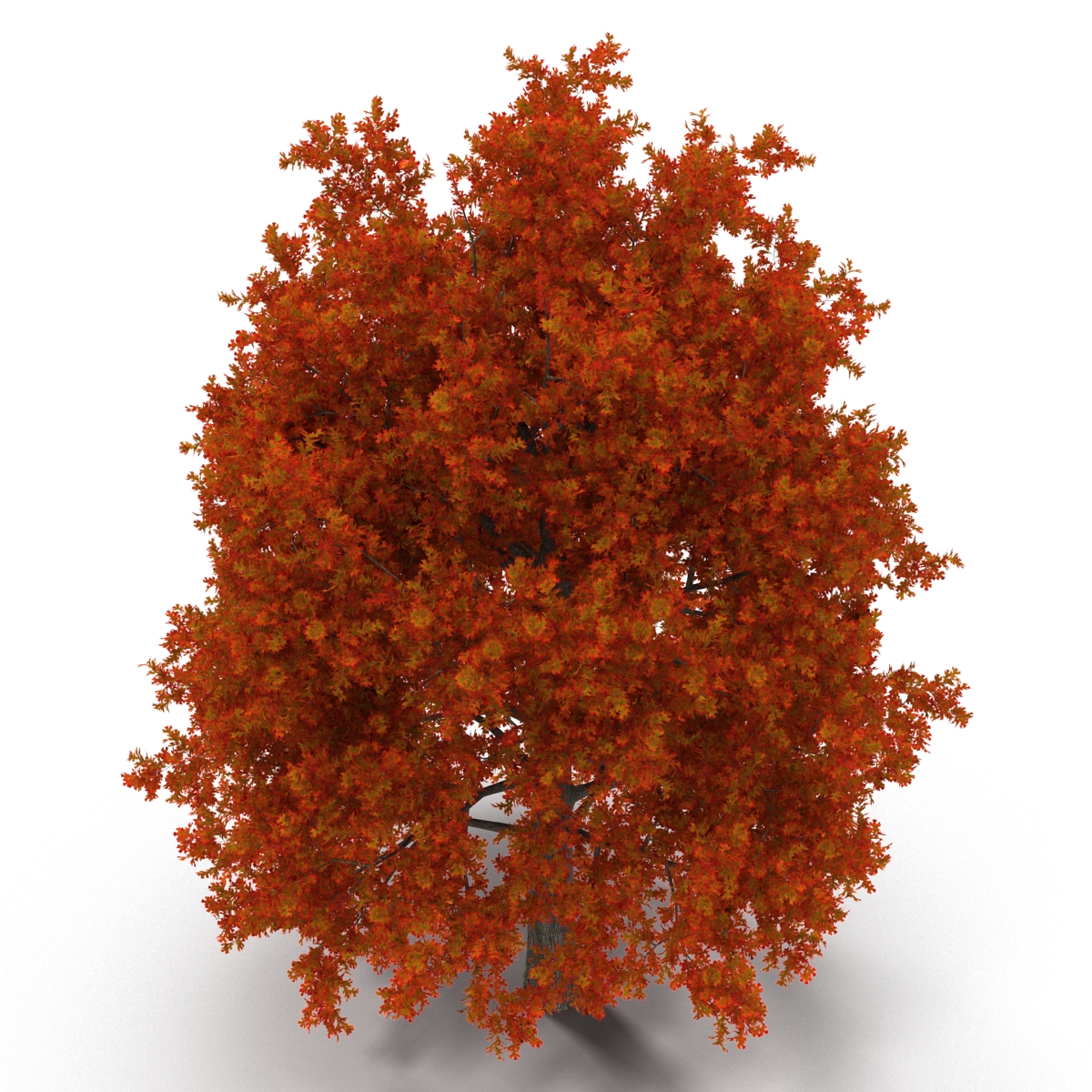 Red Oak Tree Autumn 3D model