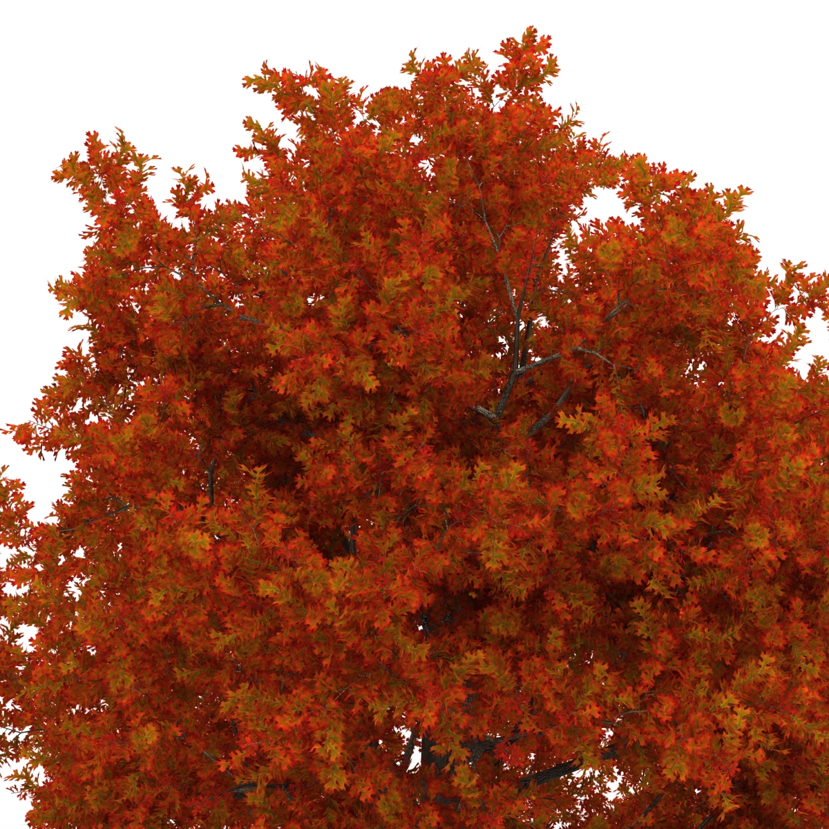 Red Oak Tree Autumn 3D model