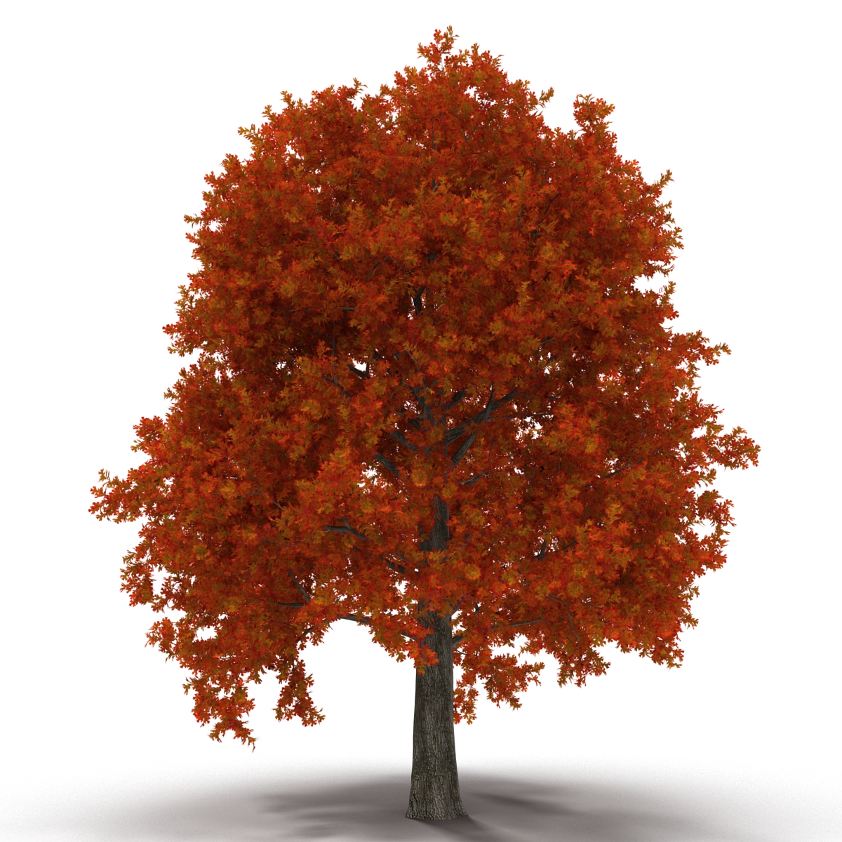 Red Oak Tree Autumn 3D model