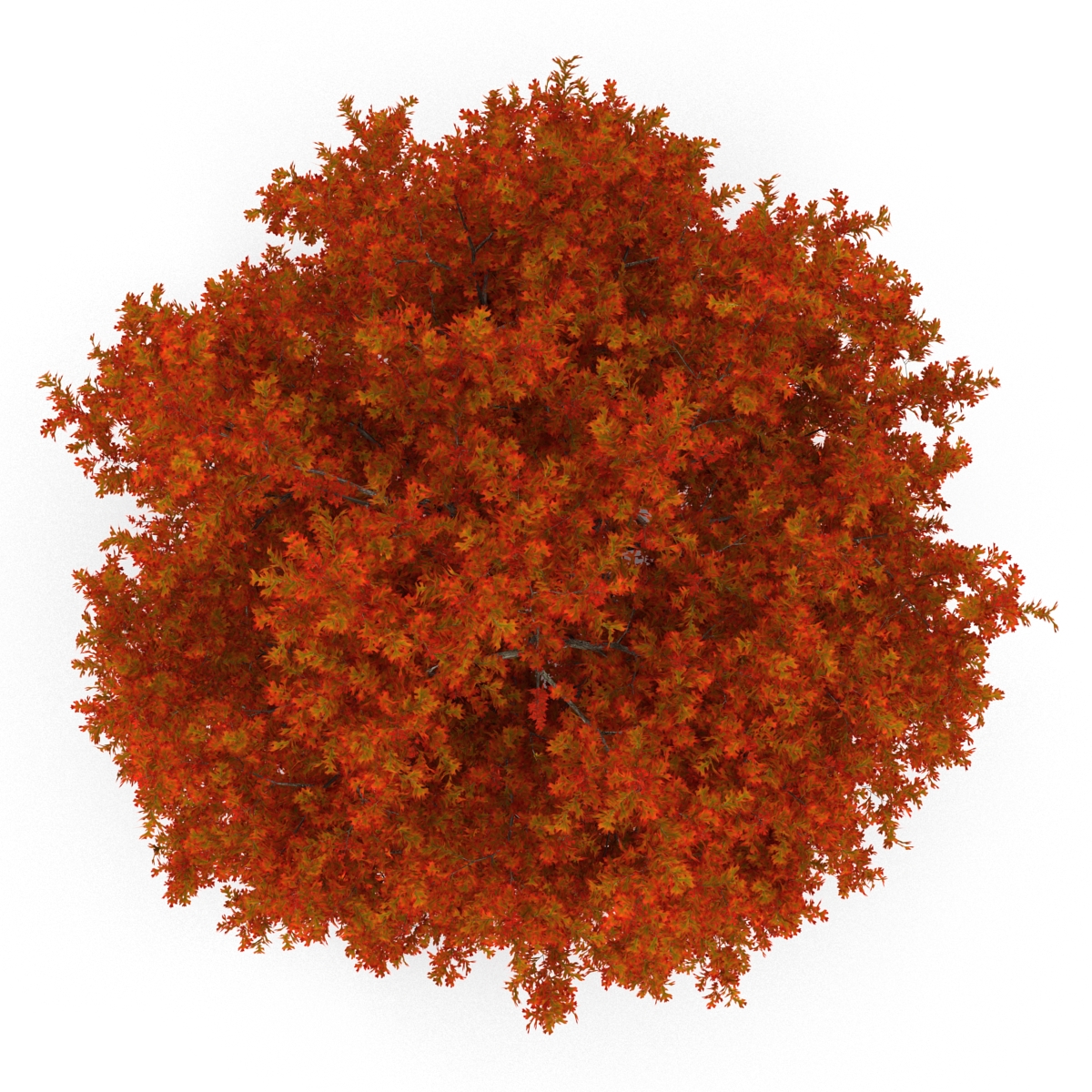 Red Oak Tree Autumn 3D model