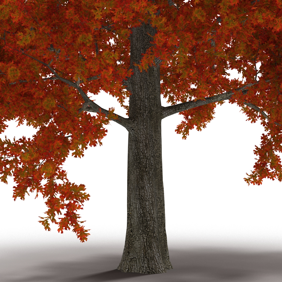 Red Oak Tree Autumn 3D model