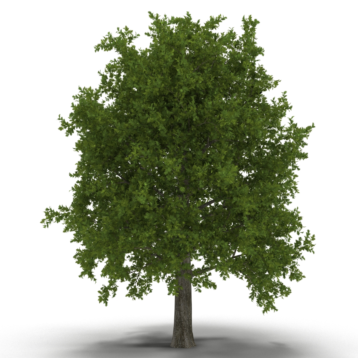 Red Oak Tree Summer 3D model