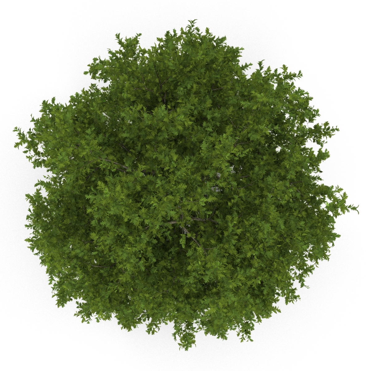 Red Oak Tree Summer 3D model