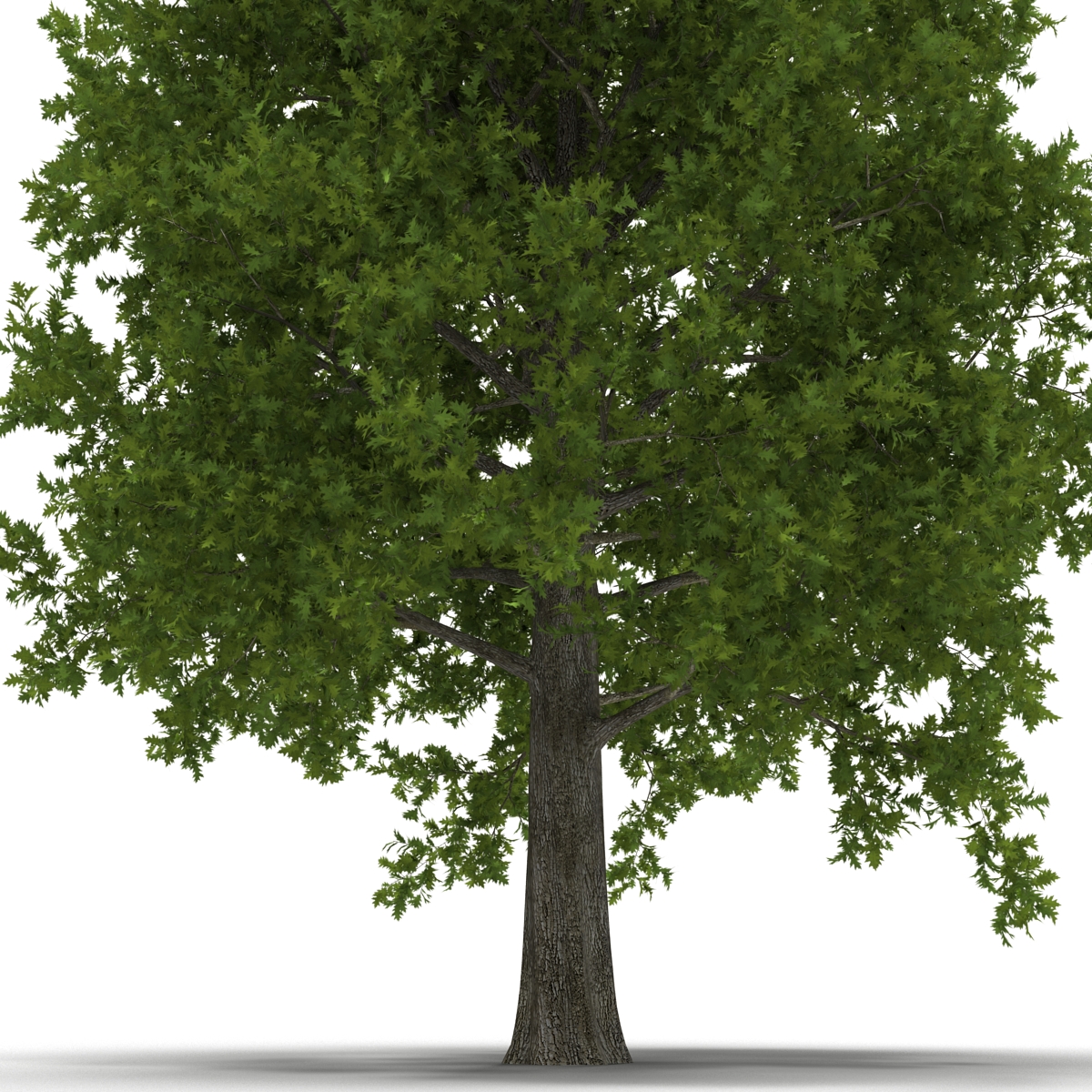 Red Oak Tree Summer 3D model