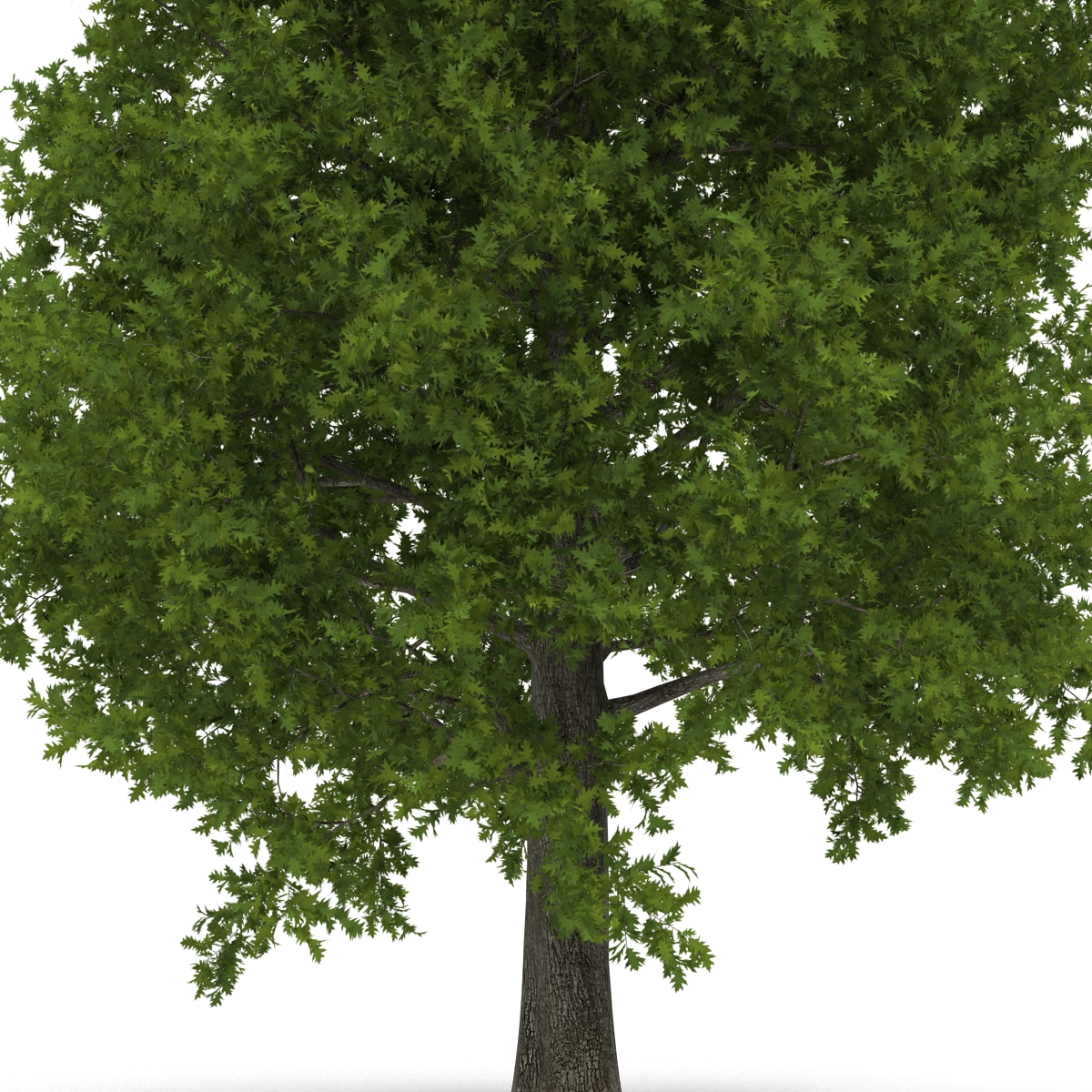 Red Oak Tree Summer 3D model