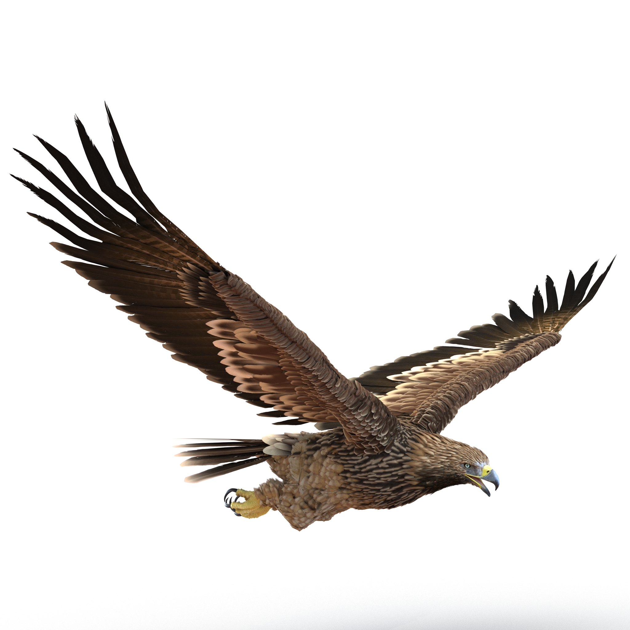 3D Imperial Eagle Pose 7