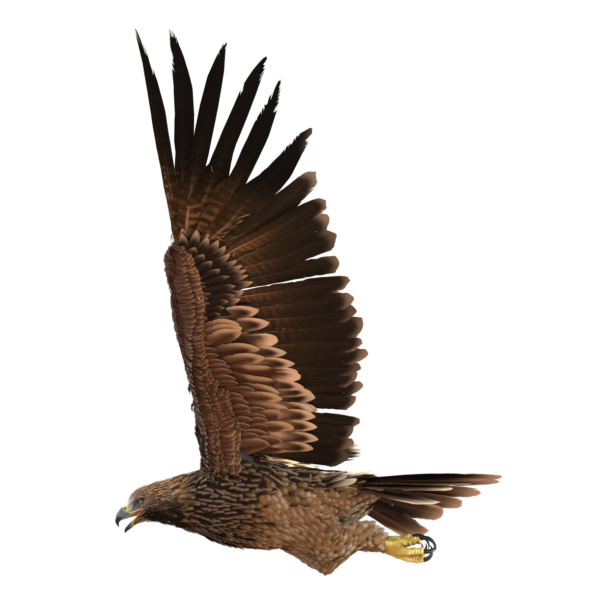 3D Imperial Eagle Pose 7