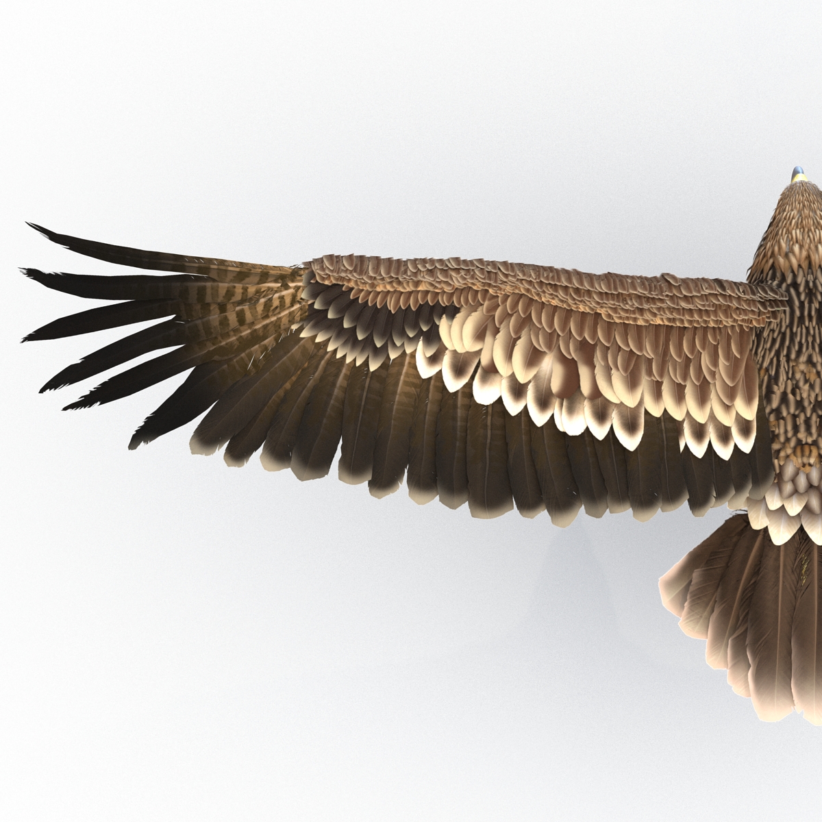 3D Imperial Eagle Pose 7