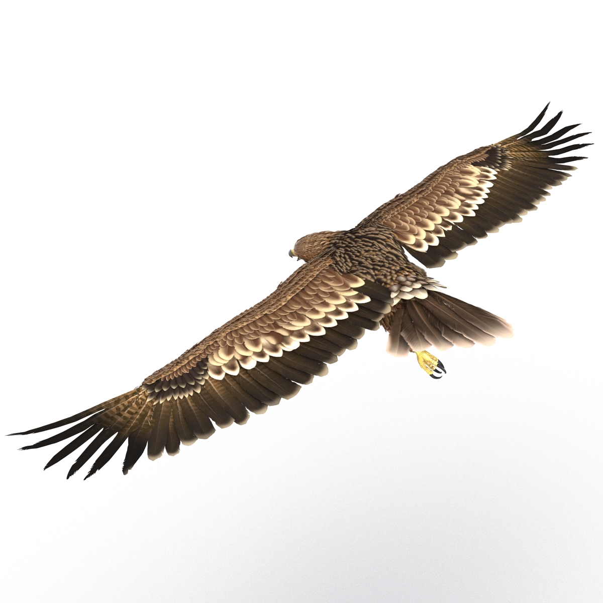 3D Imperial Eagle Pose 6