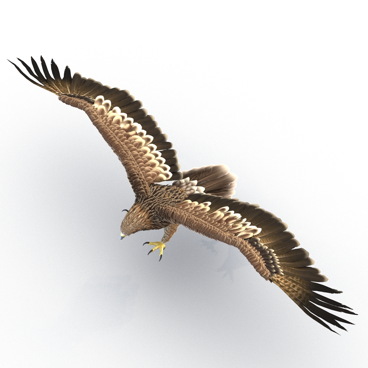 3D Imperial Eagle Pose 3