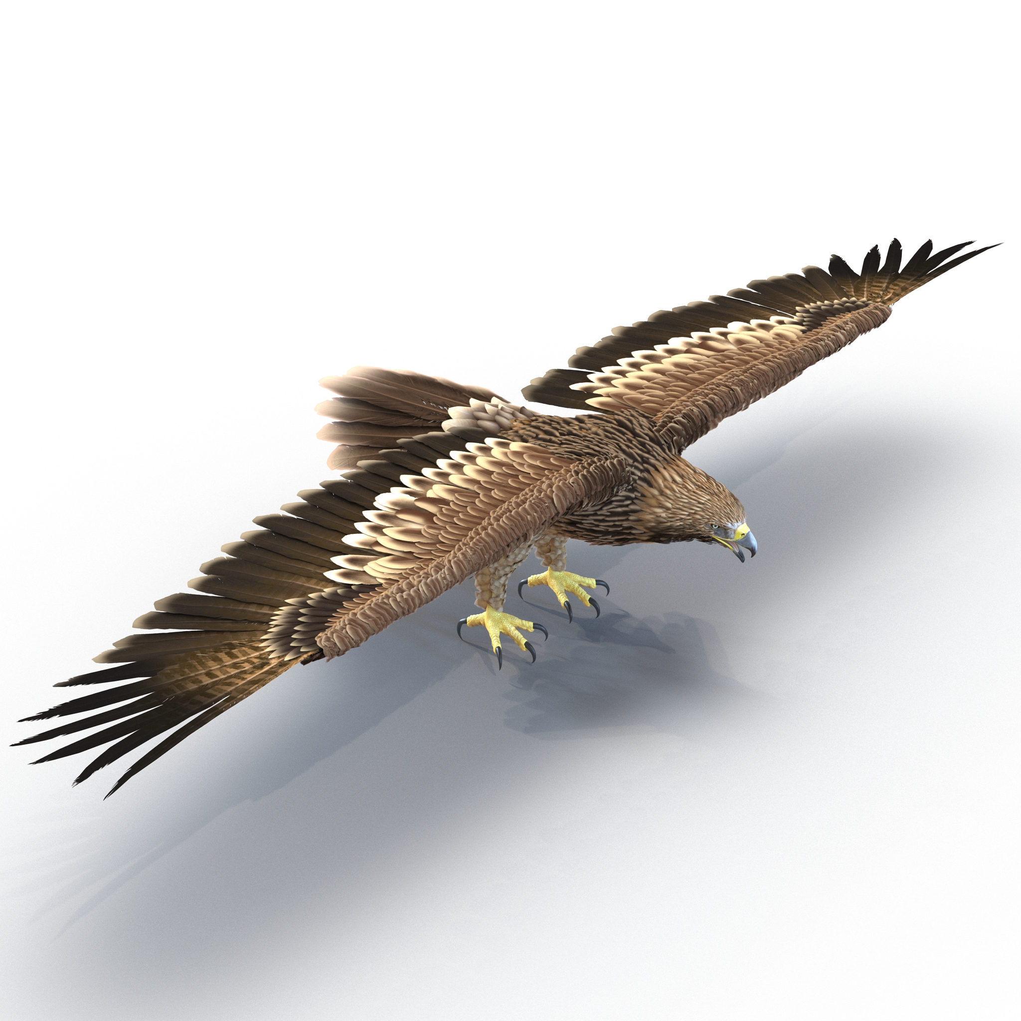 Imperial Eagle 3D model