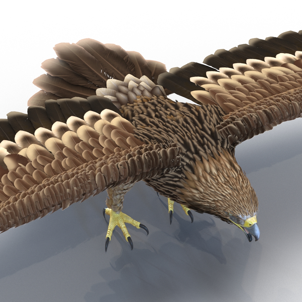 Imperial Eagle 3D model