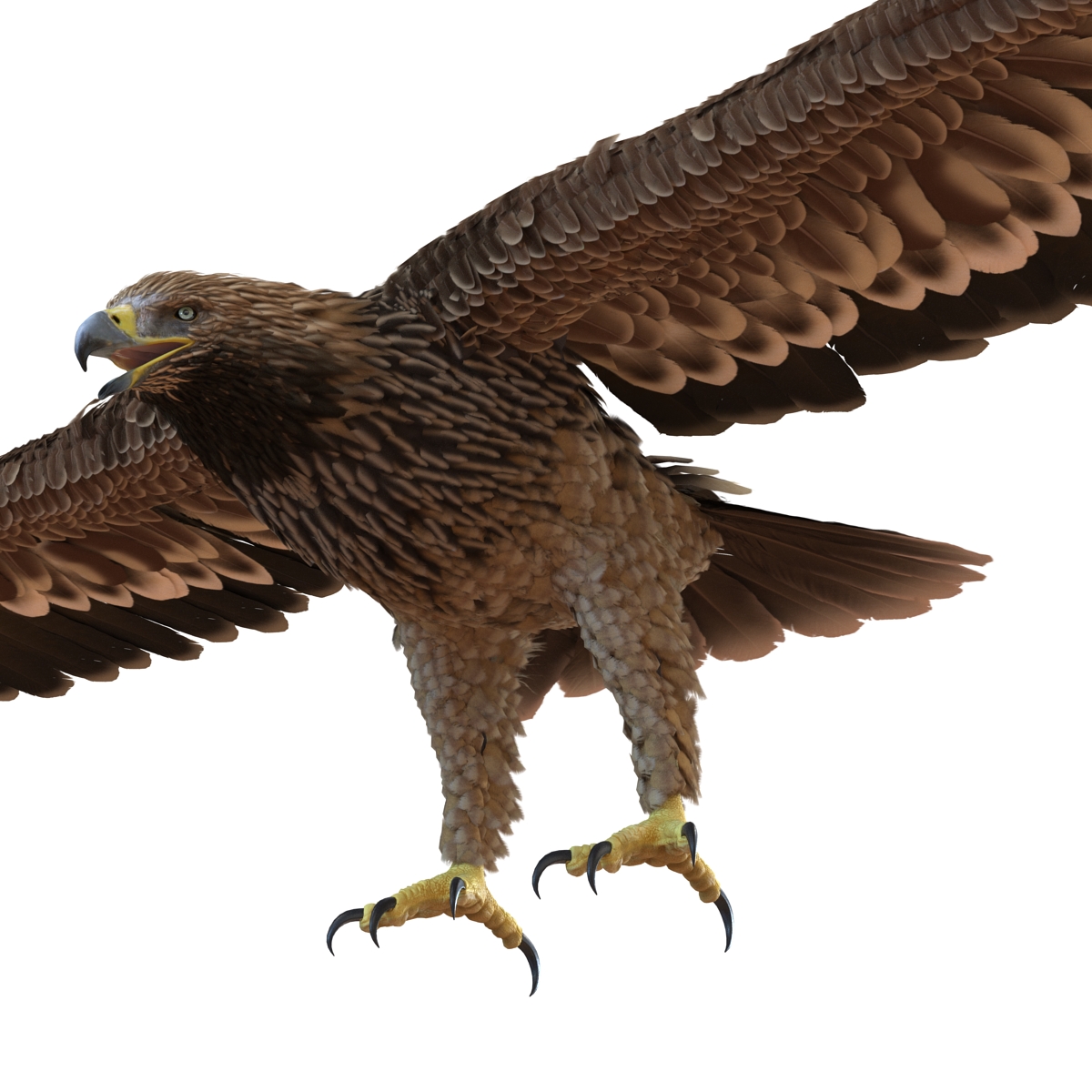 Imperial Eagle 3D model