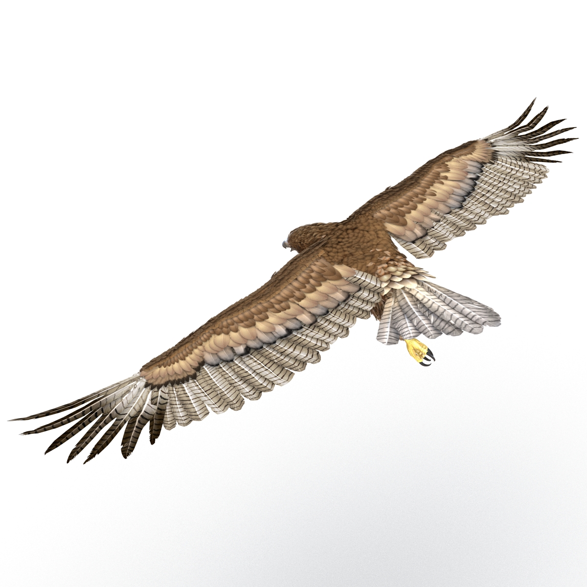 Gurney Eagle Pose 7 3D model