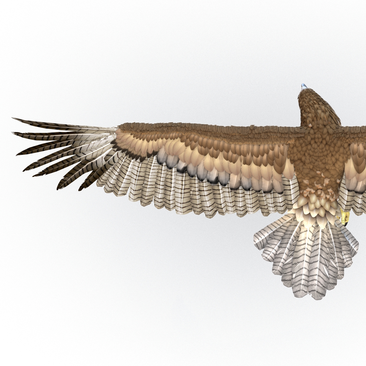 Gurney Eagle Pose 7 3D model