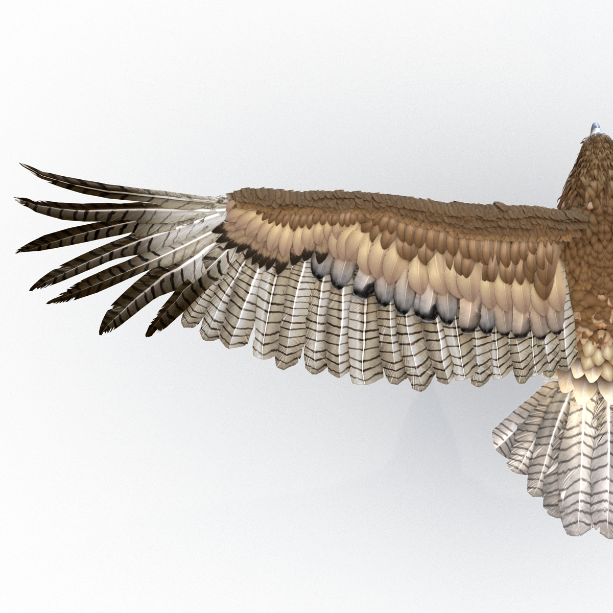 Gurney Eagle Pose 6 3D model