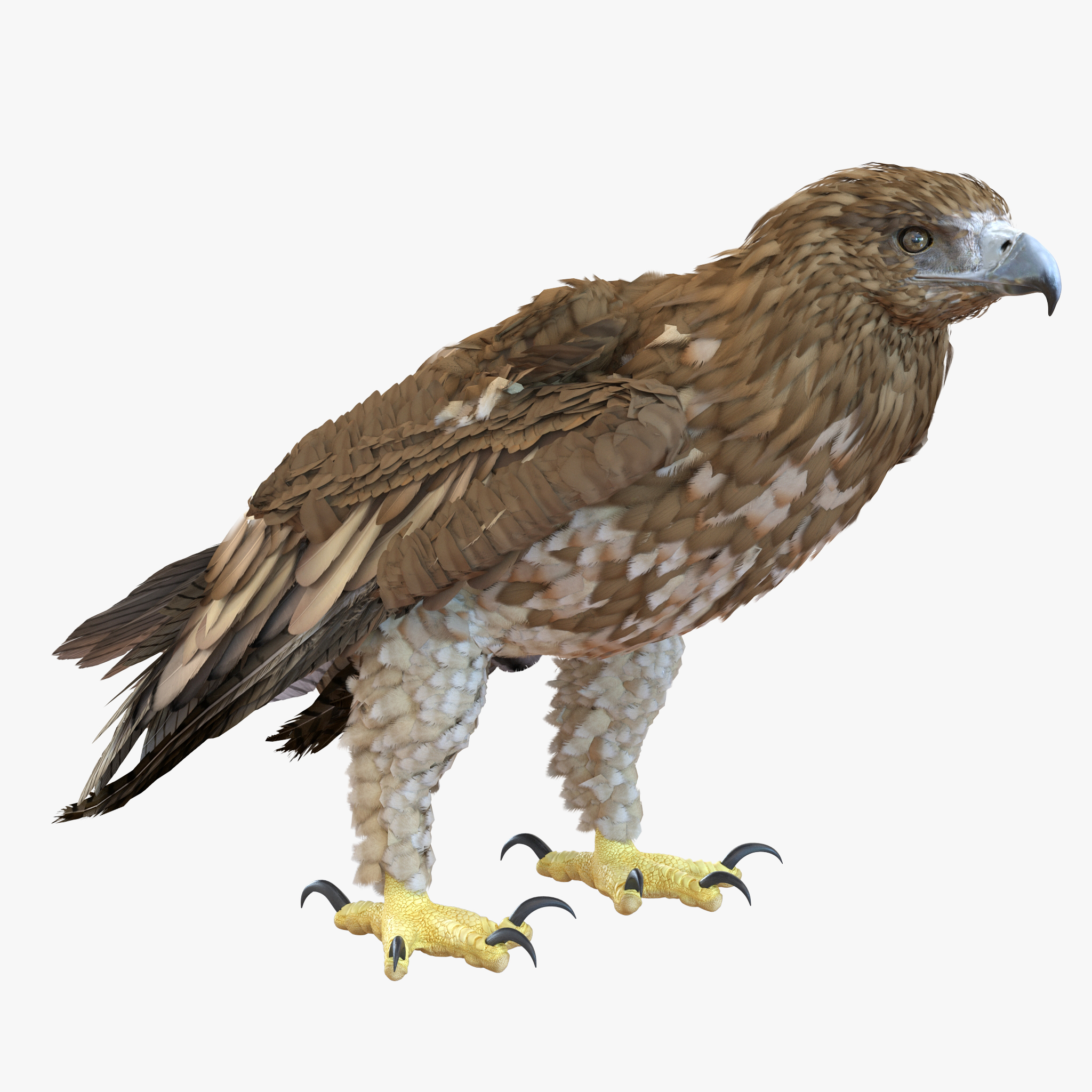 Gurney Eagle Pose 5 3D model