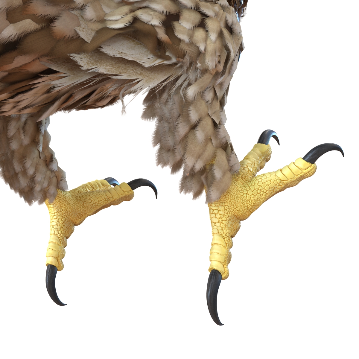 Gurney Eagle Pose 2 3D model