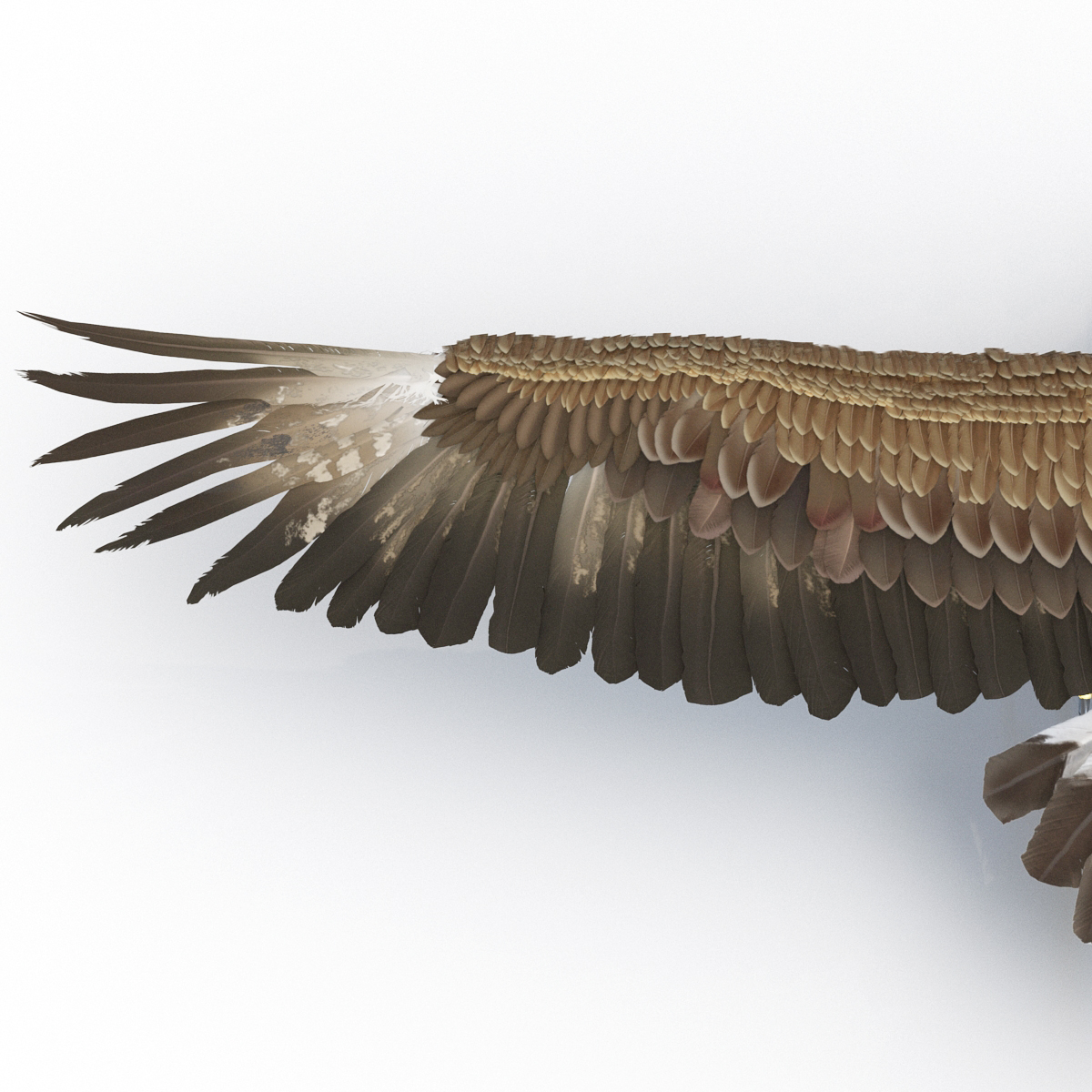 Golden Eagle 3D