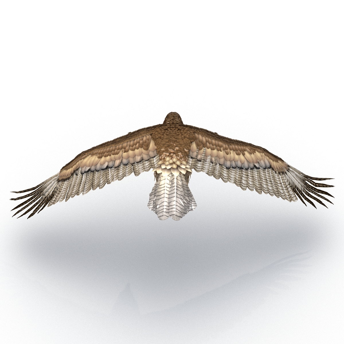 Gurney Eagle Pose 4 3D model