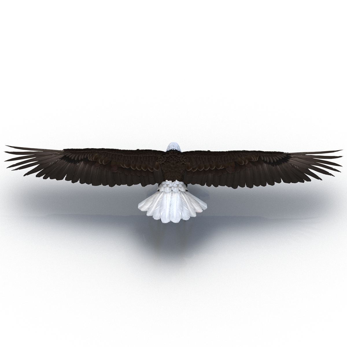 3D model Bald Eagle