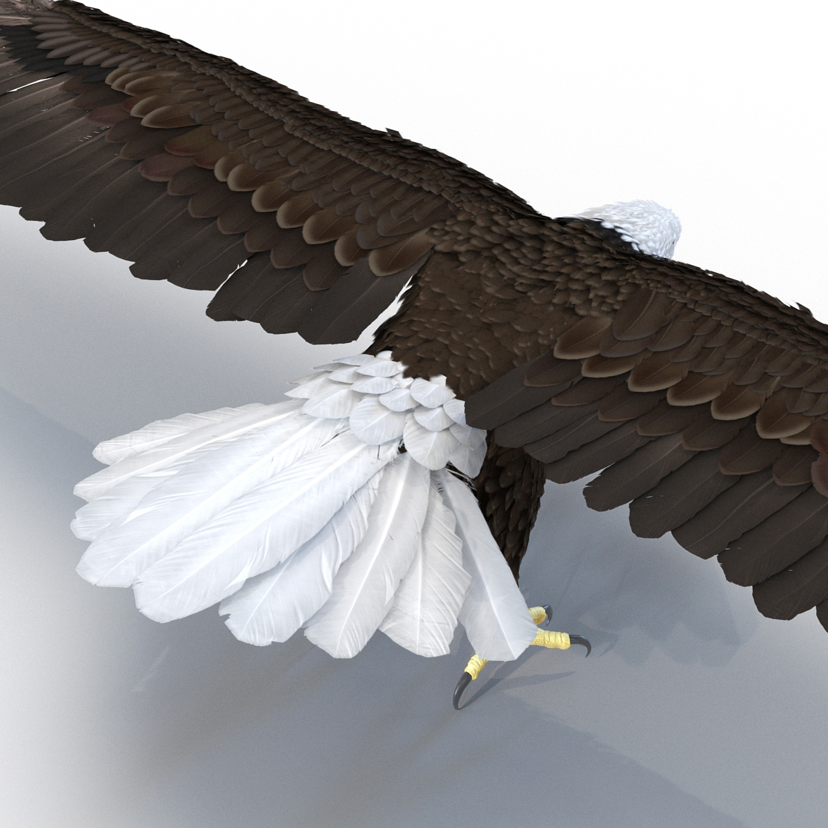 3D model Bald Eagle