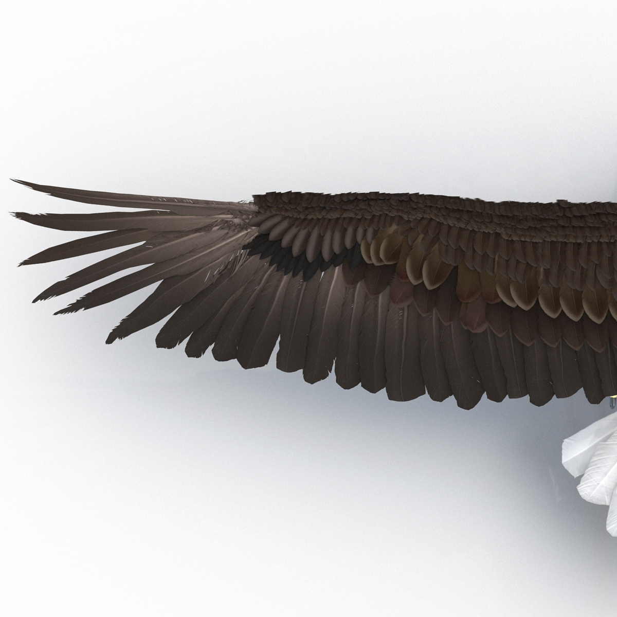 3D model Bald Eagle