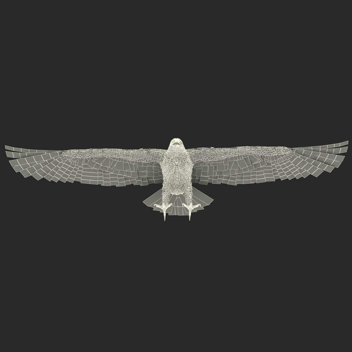 3D model Bald Eagle