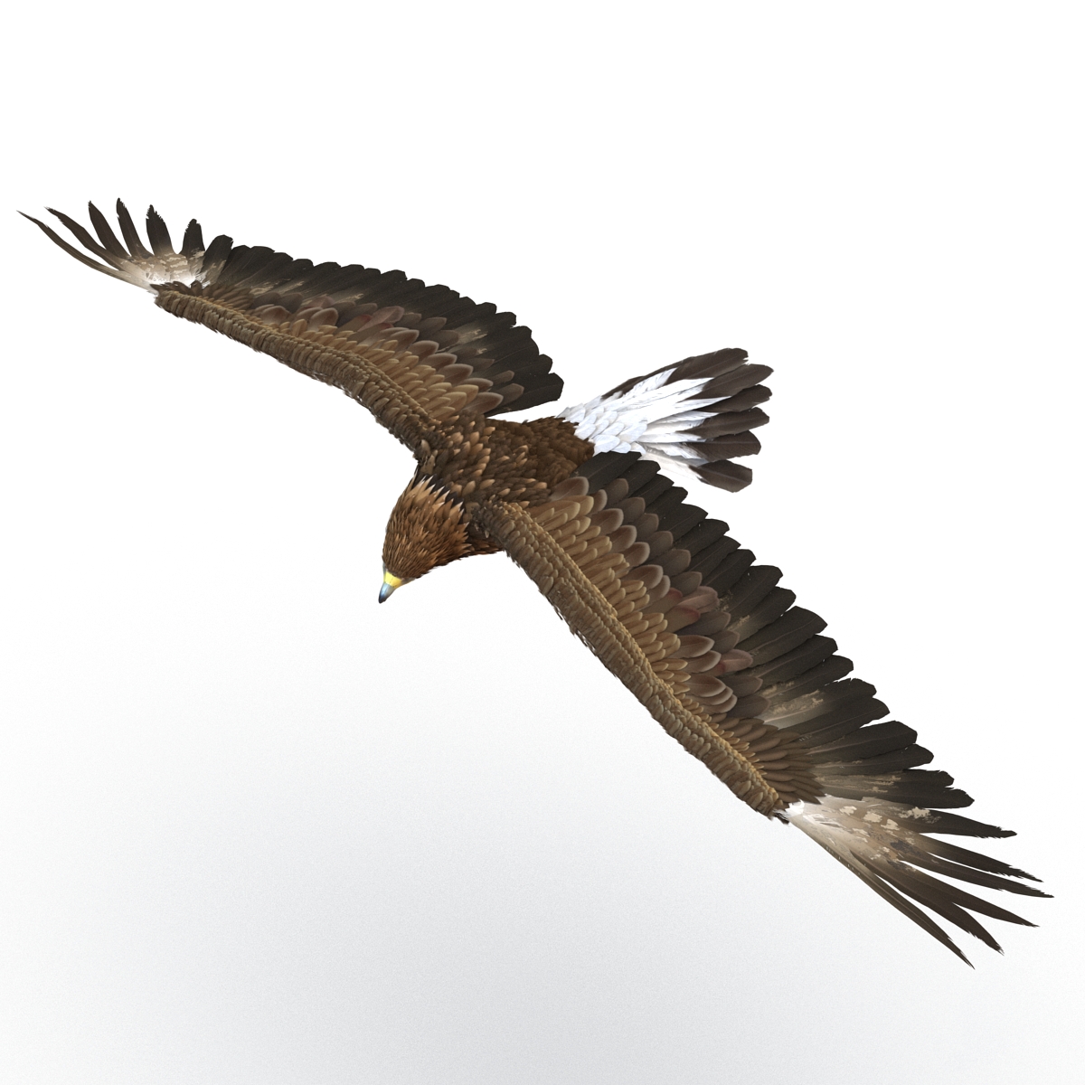 Golden Eagle Pose 7 3D model