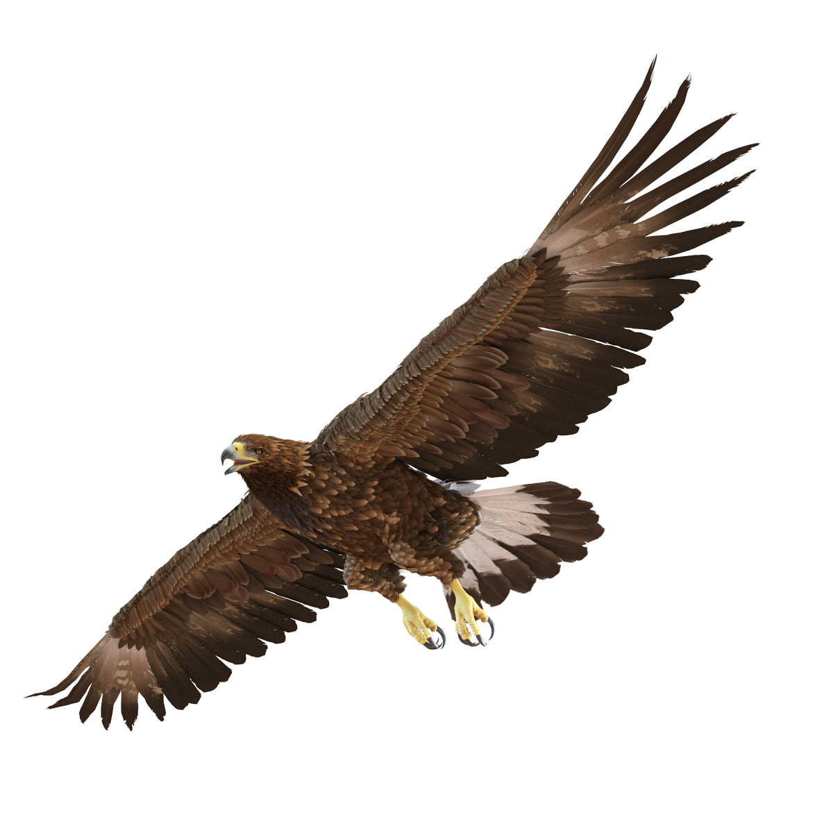 Golden Eagle Pose 7 3D model