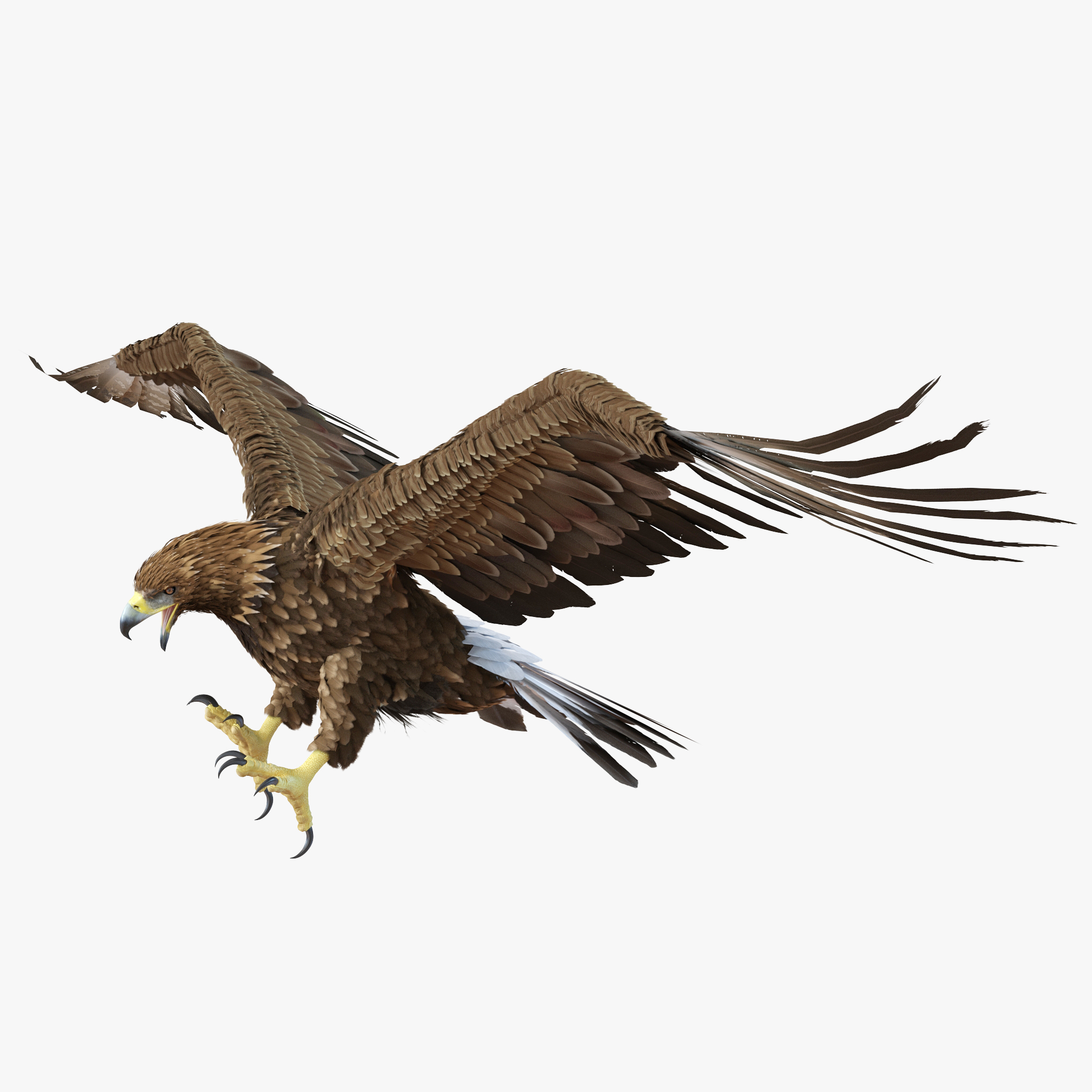 Golden Eagle Pose 6 3D model