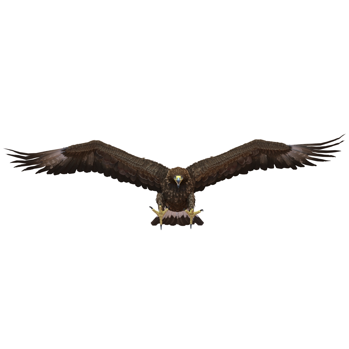 Golden Eagle Pose 6 3D model