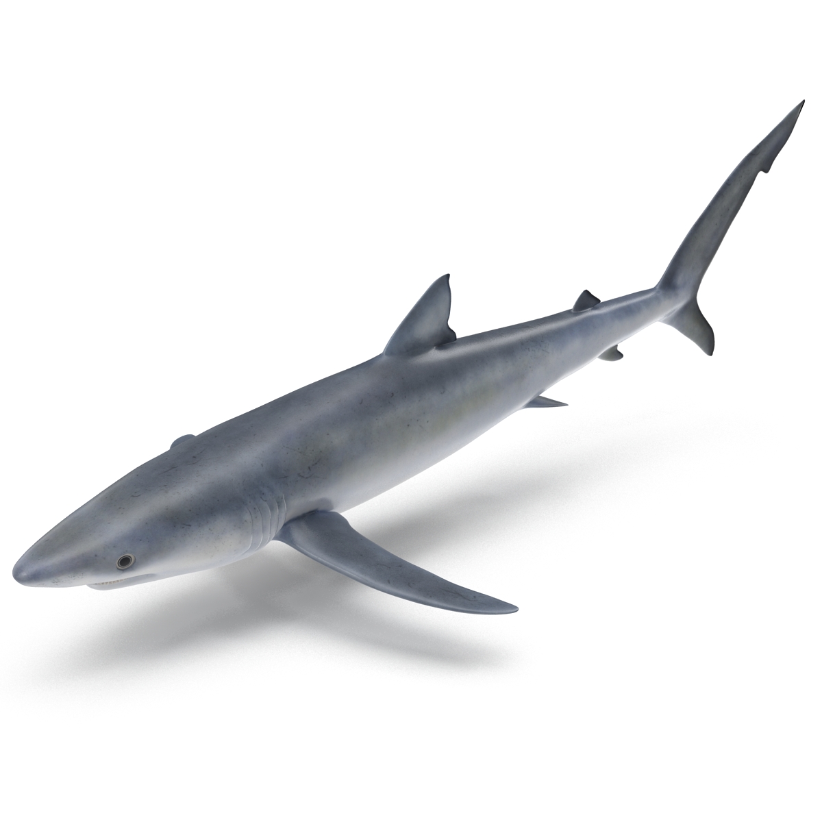 Blue Shark Rigged 3D