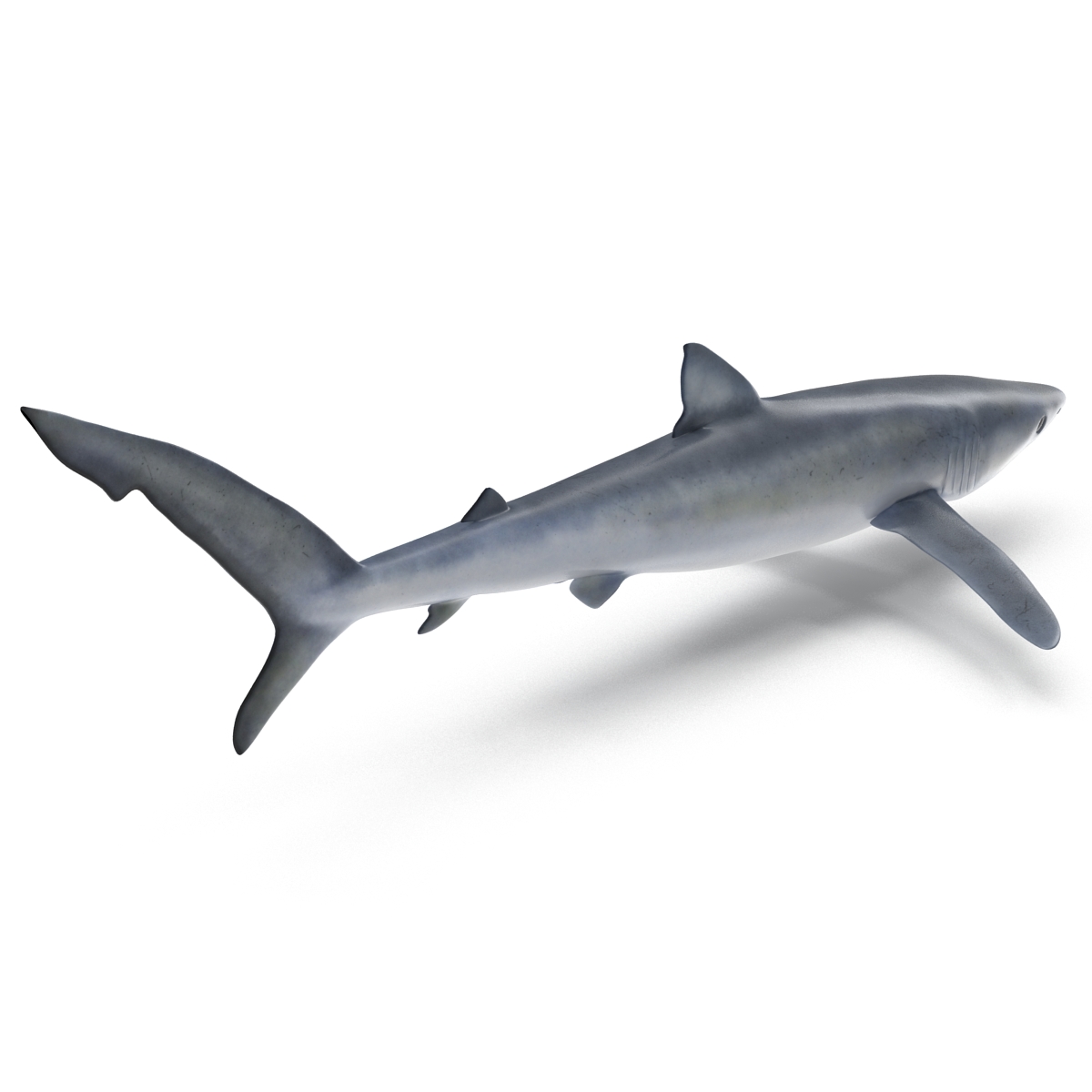 Blue Shark Rigged 3D