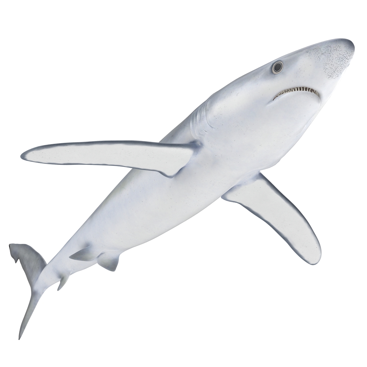 Blue Shark Rigged 3D