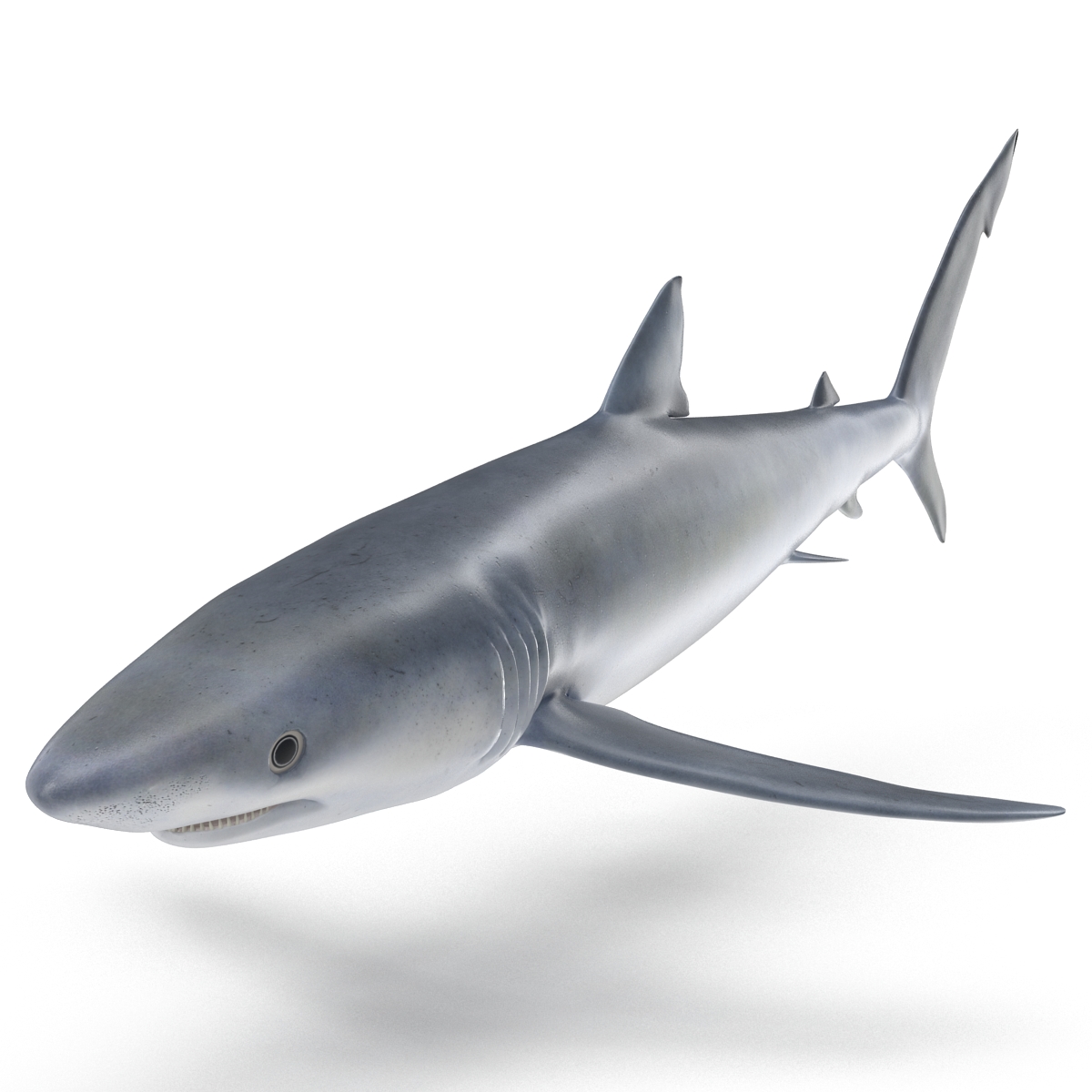 Blue Shark Rigged 3D