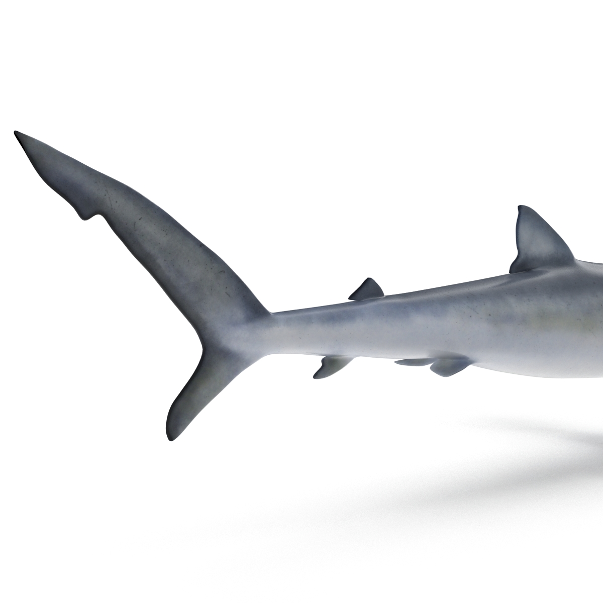 Blue Shark Rigged 3D